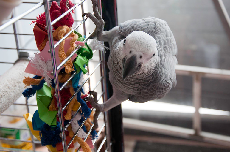 African Grey Parrot for sale 