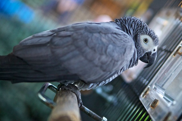 African grey parrot for sale 