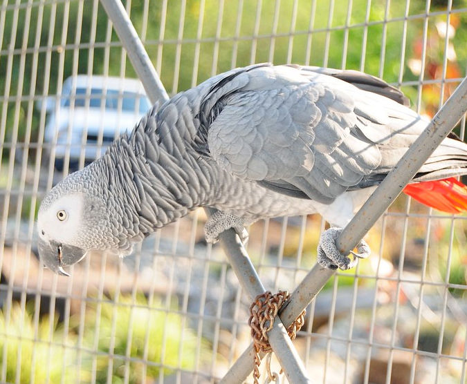 African grey parrot for sale 