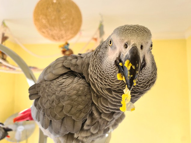 African grey Parrot for sale 