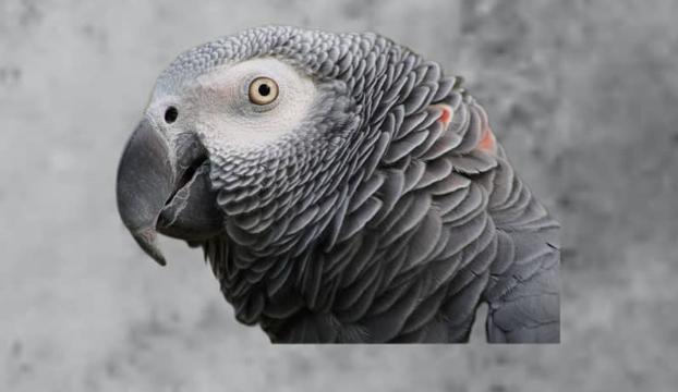 African grey parrot for sale 