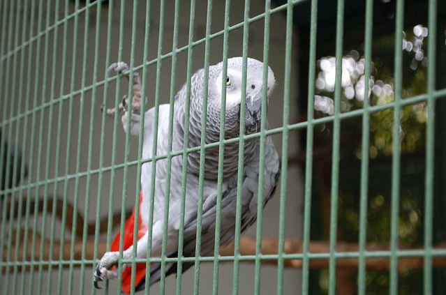 African Grey parrot grey parrot