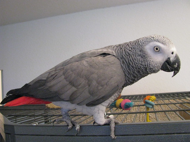 African grey parrot for sale 