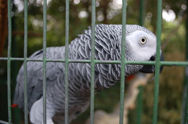 African grey parrot for sale 