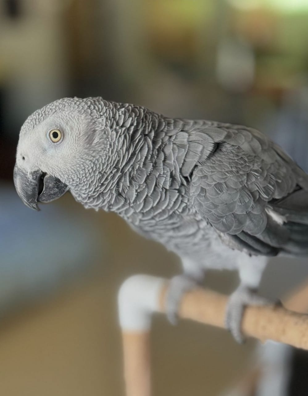 Can African Greys really talk?