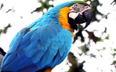 Winged Wonders: Why Parrots Make Unique Companions