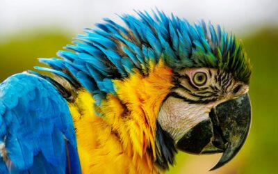 The Art of Avian Conversation: A Guide to Parrot Talking Abilities